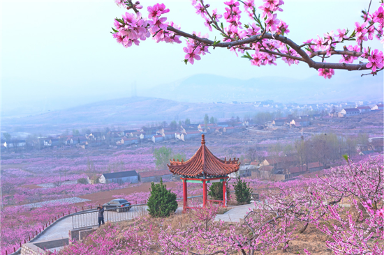 四月游岱崮花海梯田美 4月8日蒙阴将迎来第十二届桃花旅游节