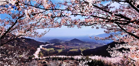 樱花山风景区